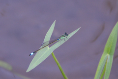 Ischnura senegalensis