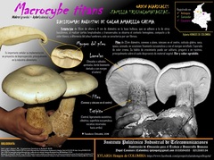 Macrocybe titans