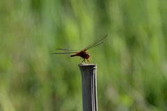 Crocothemis servilia mariannae
