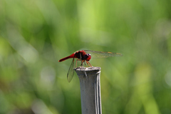 Crocothemis servilia mariannae