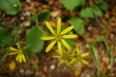 Brachyglottis bellidioides