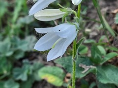 Campanula collina