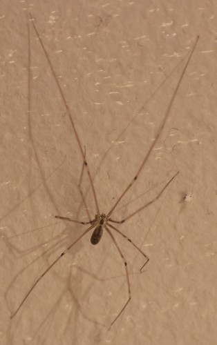 photo of Long-bodied Cellar Spider (Pholcus phalangioides)