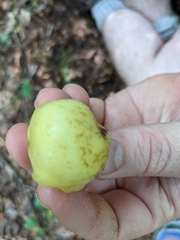 Podophyllum peltatum
