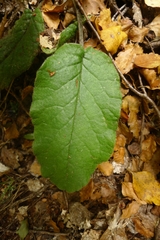 Brachyglottis bellidioides