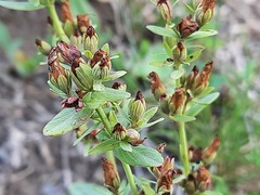 Hypericum linarioides