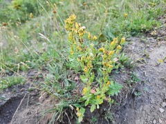 Hypericum linarioides