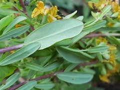 Hypericum linarioides