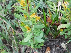 Hypericum linarioides