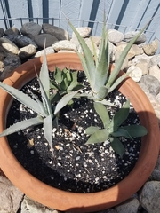 Cylindropuntia molesta