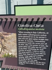Cylindropuntia molesta