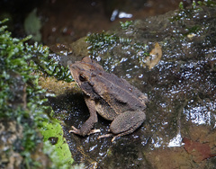 Incilius cristatus