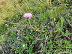 Erigeron caucasicus venustus