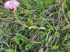 Erigeron caucasicus venustus