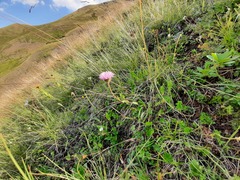 Erigeron caucasicus venustus