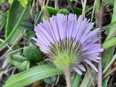 Erigeron caucasicus venustus
