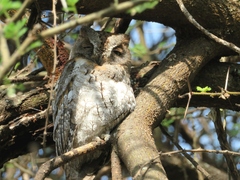 Otus senegalensis