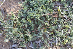 Adesmia incana