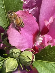 Apis mellifera