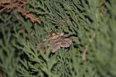 Iridopsis larvaria