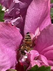 Apis mellifera