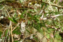 Melicytus flexuosus