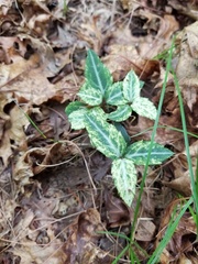 Chimaphila maculata