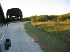 Odocoileus virginianus texanus
