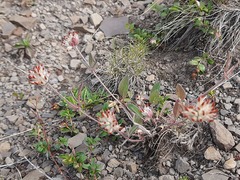 Anthyllis vulneraria boissieri