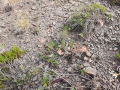 Anthyllis vulneraria boissieri