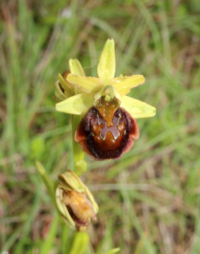 Ophrys sphegodes image