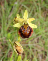 Image of Ophrys sphegodes