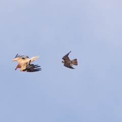 Falco peregrinus brookei