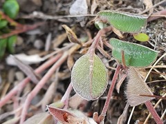Anthyllis vulneraria boissieri