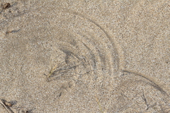 Panicum racemosum