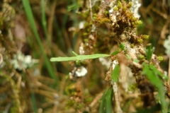 Melicytus flexuosus