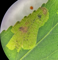 Aulagromyza tridentata