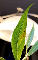 Aulagromyza tridentata