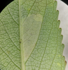 Aulagromyza tridentata