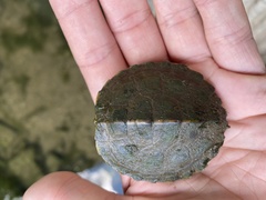 Graptemys geographica