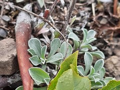 Antennaria caucasica