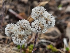 Antennaria caucasica