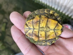 Graptemys geographica