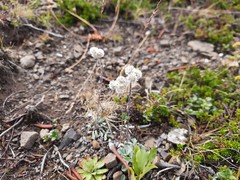 Antennaria caucasica
