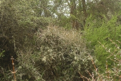 Melicytus flexuosus