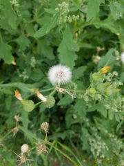 Sonchus arvensis