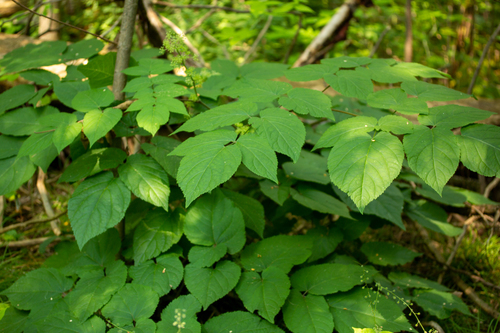 Aralia racemosa