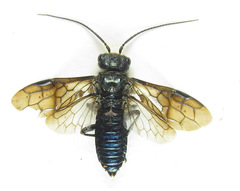 Acantholyda erythrocephala