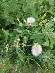 Sonchus arvensis