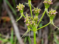 Chaerophyllum roseum